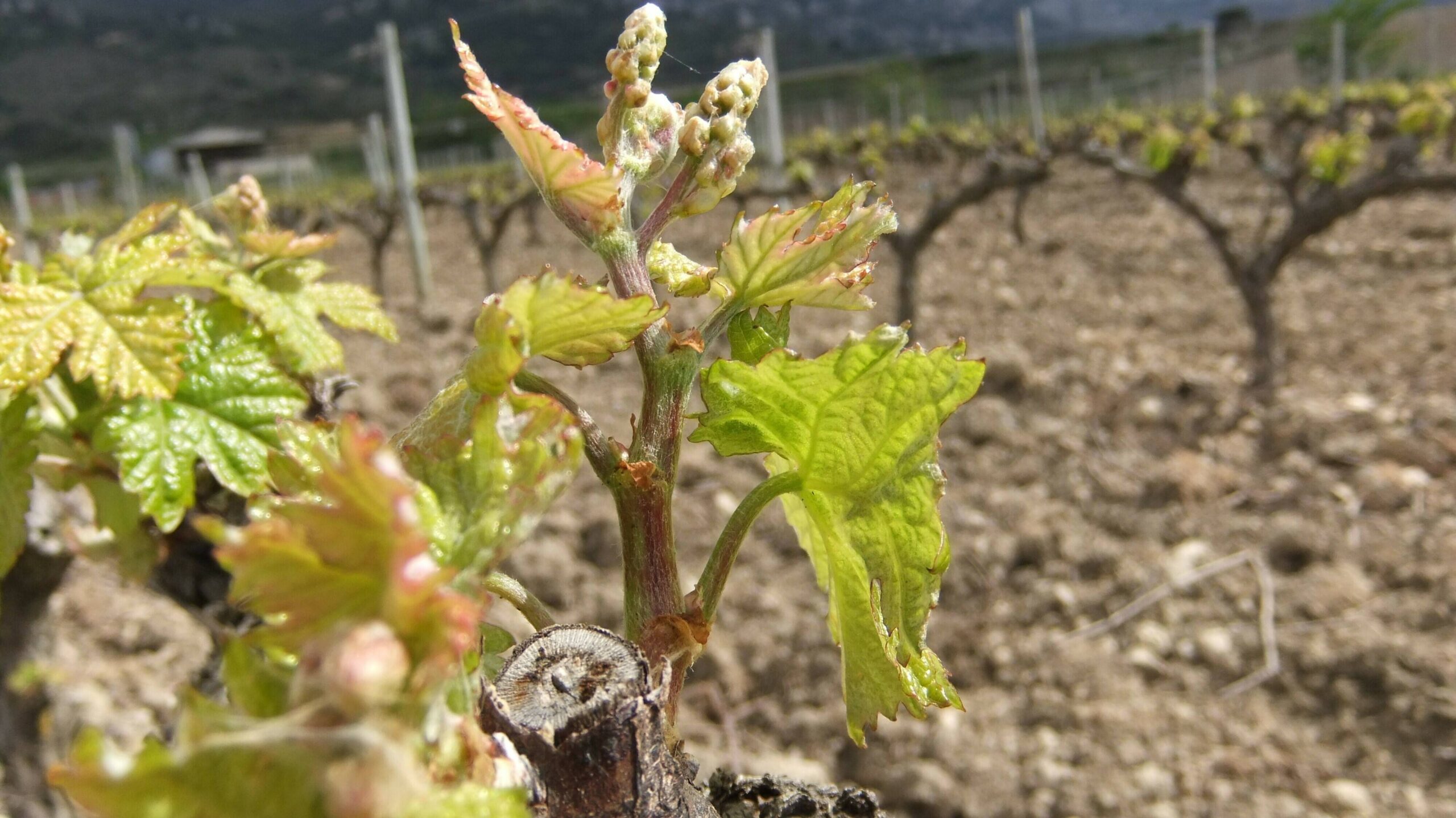 DSCF5657|neiker|EJGV|wine-2853916_960_720